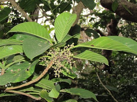 lipang kalabaw alingatong tree|Lipa / Laportea meyeniana Warb. Philippine Medicinal Plants .